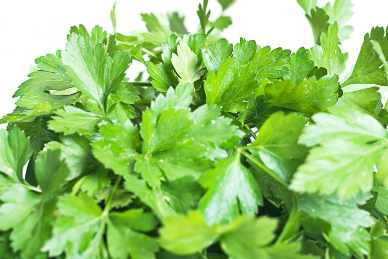 Free stock image of Green Herb Leaves created by 2happy