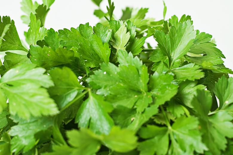 Free stock image of Green Herbs on White created by 2happy