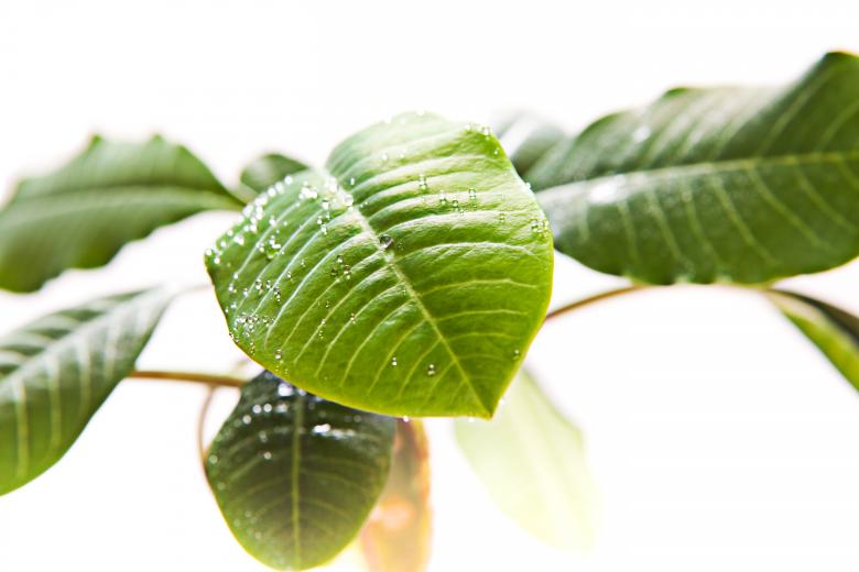 Free stock image of leaves created by 2happy