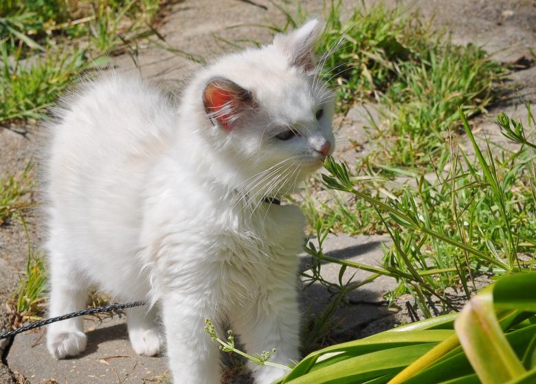 Free stock image of Ragdoll Kitten Outside created by Rachael Towne