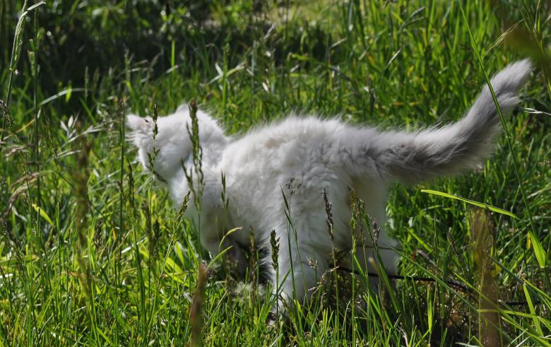 Free stock image of Ragdoll Kitten in Grass created by Rachael Towne