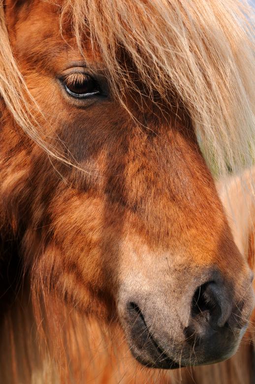 Free stock image of Horse created by jay simmons