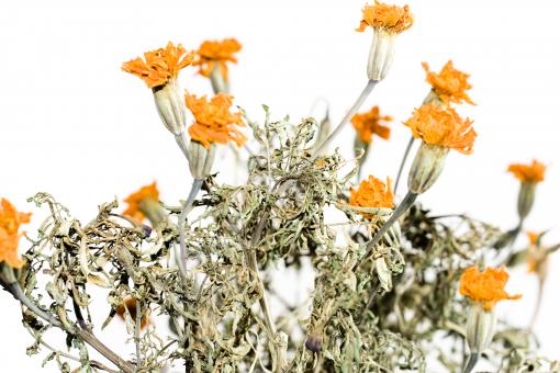 Free Stock Photo of Flowers