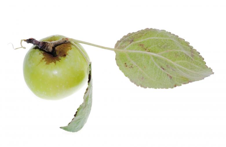 Free stock image of Apple created by 2happy