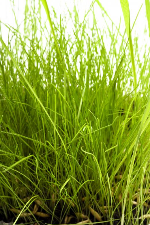 Free stock image of Grass  created by 2happy