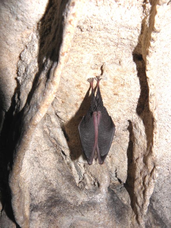 Free stock image of Bat sleep on the wall created by Yuliy Ganev