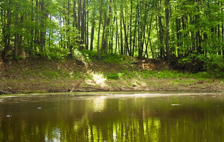Free stock image of scene in the forest created by 2happy