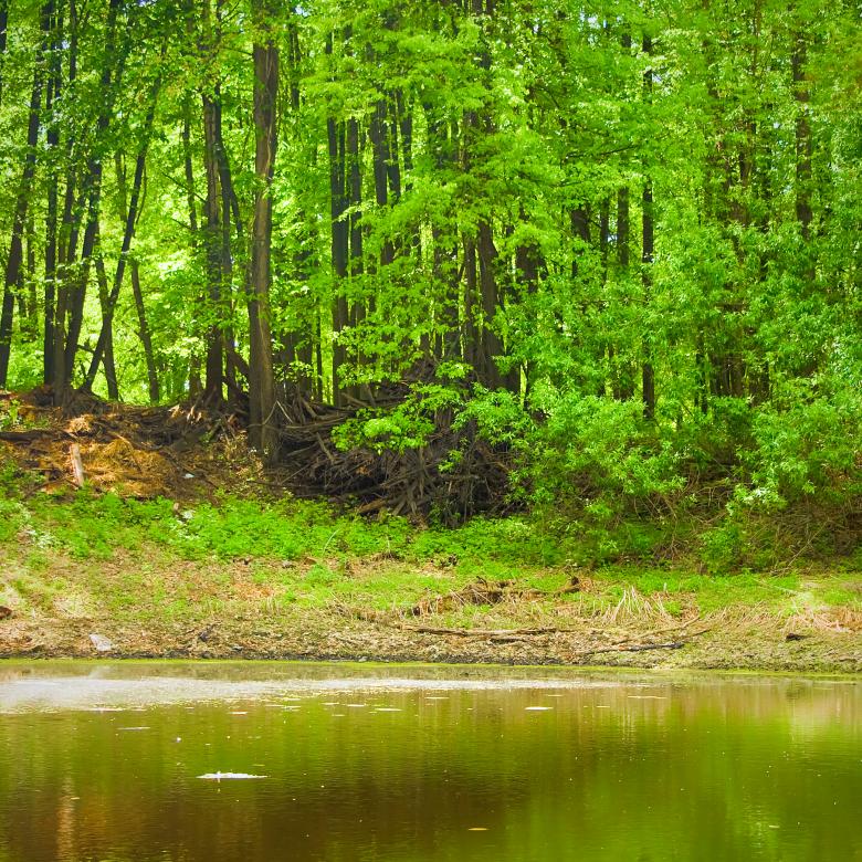 Free stock image of scene in the forest created by 2happy
