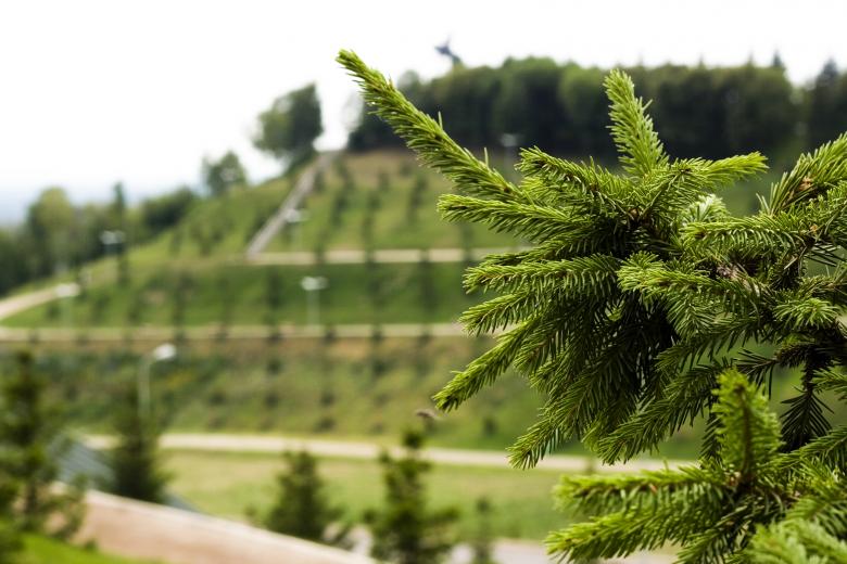 Free stock image of Fir branch created by 2happy