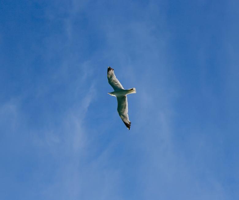 Free stock image of bird created by 2happy