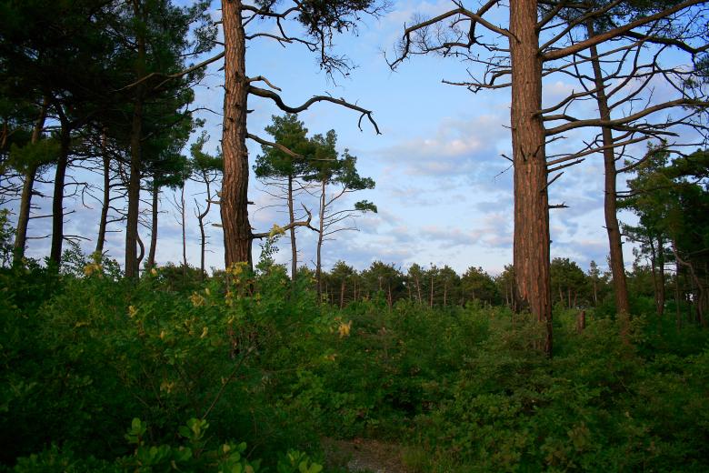 Free stock image of scene in the forest created by 2happy