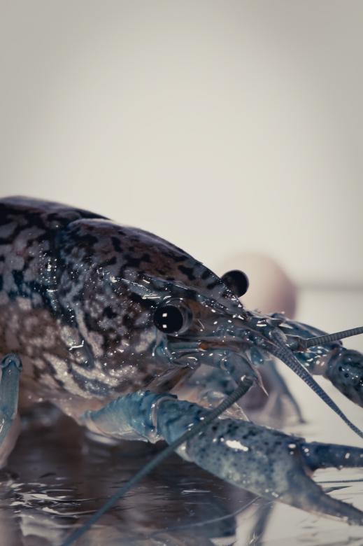 Free stock image of Crayfish created by Bjorgvin