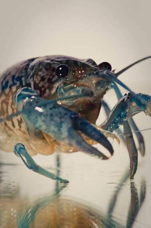 Free stock image of Crayfish created by Bjorgvin