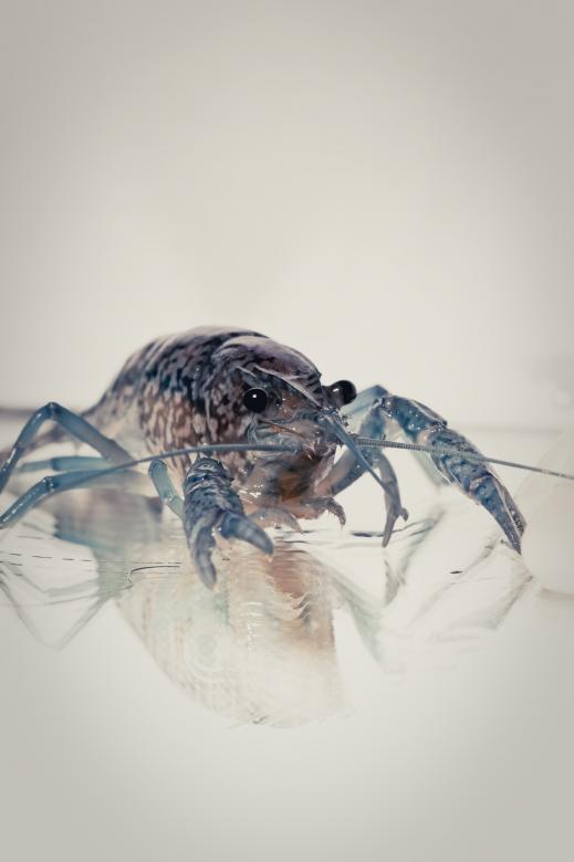 Free stock image of Crayfish created by Bjorgvin