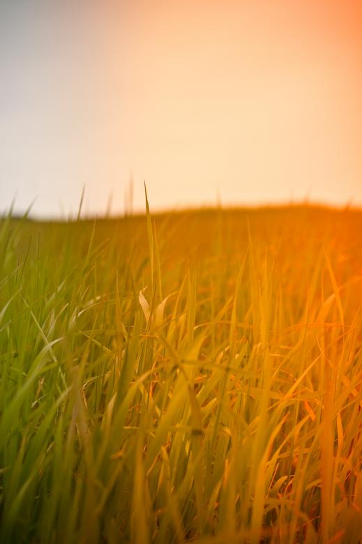 Free stock image of Bright Grass Field created by Bjorgvin