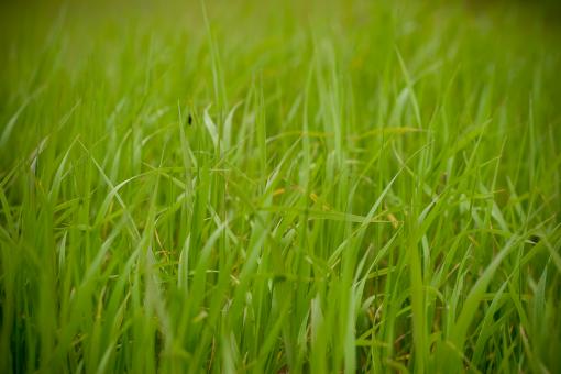 Free Stock Photo of Green Grass Field