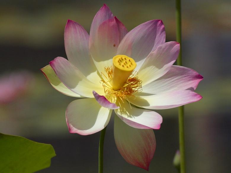 Free stock image of Bloom created by gilmartin owen