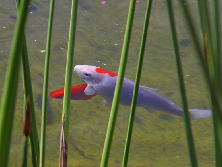 Free stock image of Koifish created by gilmartin owen
