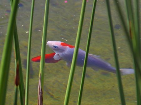 Free Stock Photo of Koifish