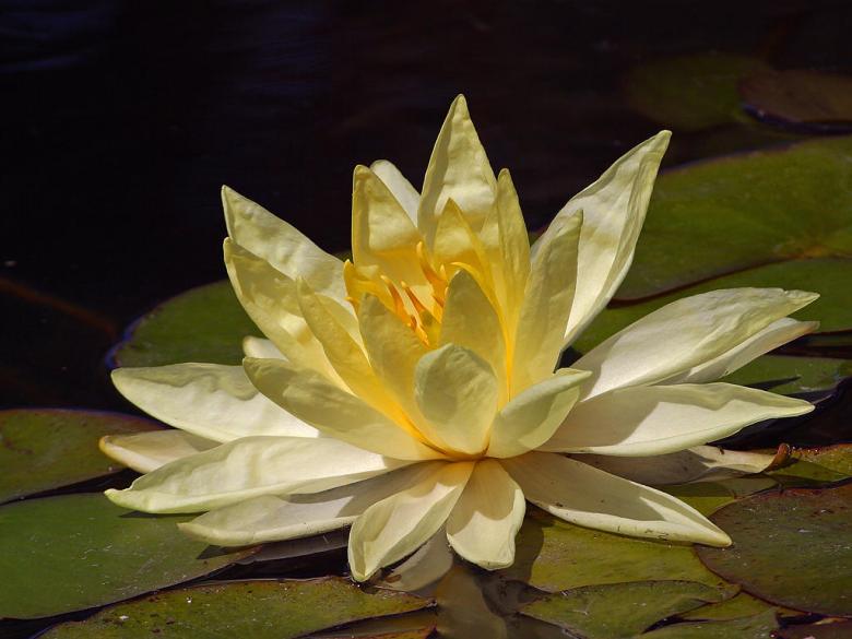 Free stock image of Water lily created by gilmartin owen