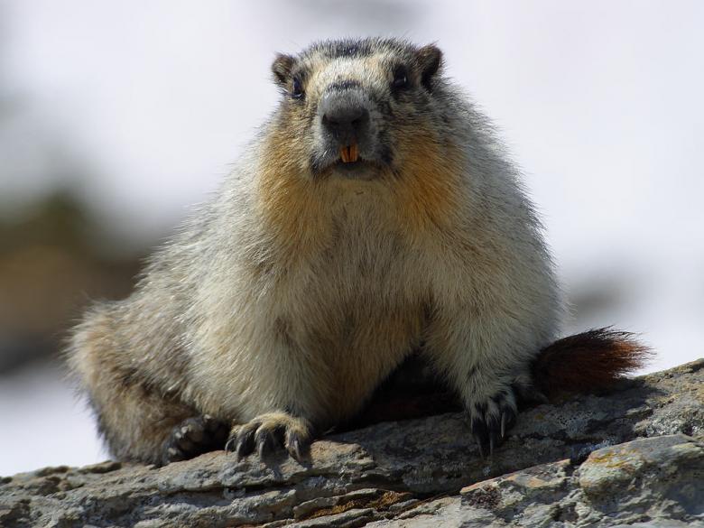 Free stock image of Beaver created by gilmartin owen