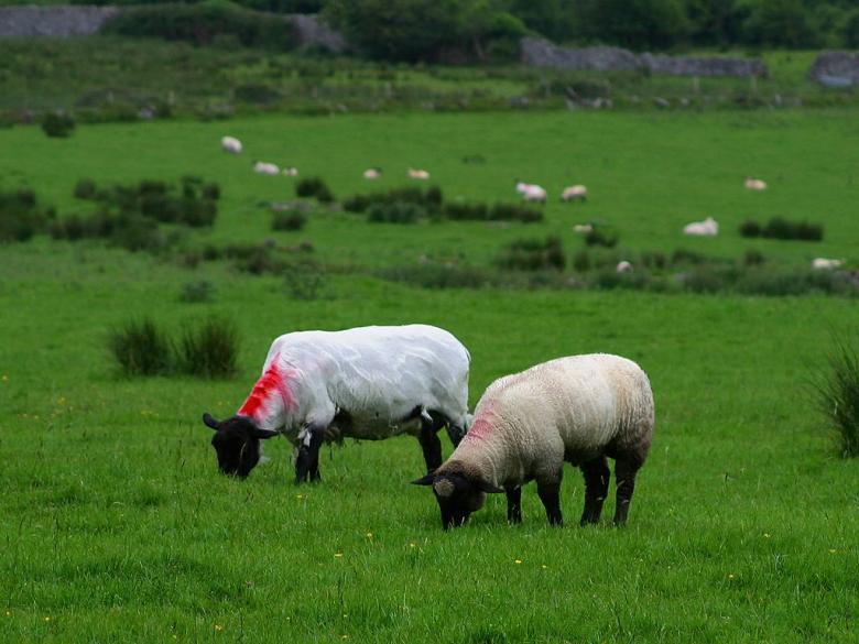 Free stock image of Sheep created by gilmartin owen