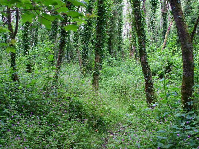 Free stock image of Green Woods created by gilmartin owen