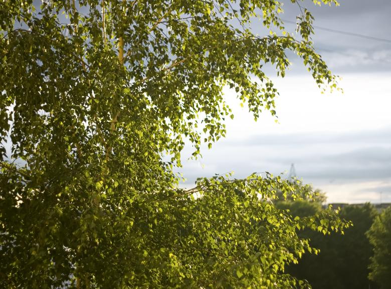 Free stock image of tree leaves created by 2happy