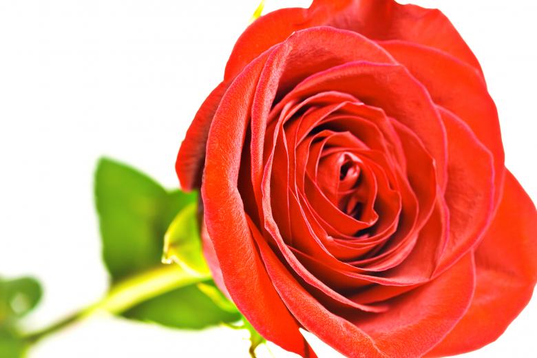 Free stock image of Red rose  created by 2happy