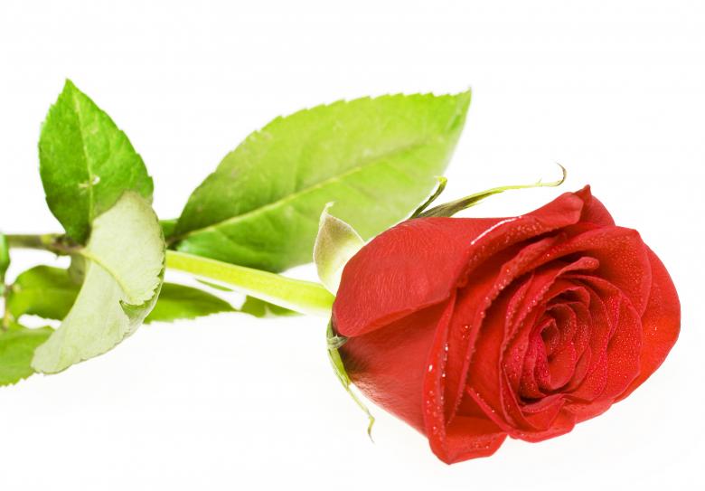 Free stock image of Red rose  created by 2happy