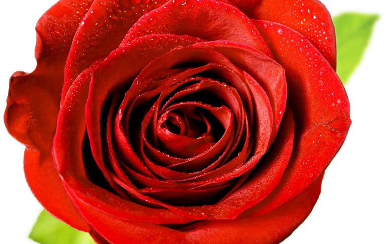 Free stock image of Red rose  created by 2happy