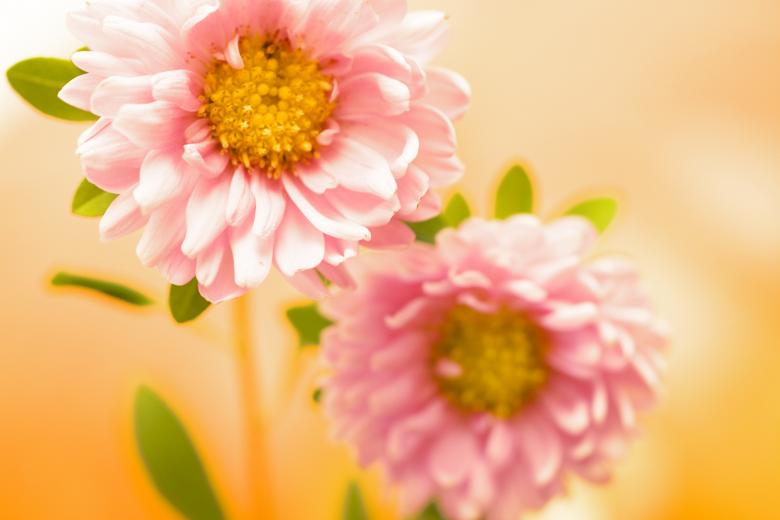 Free stock image of Beautiful Pink Flowers created by 2happy