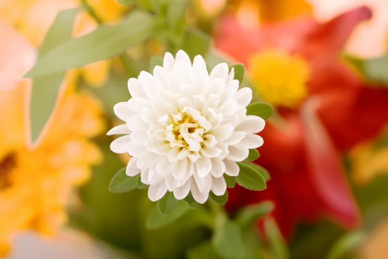 Free stock image of flowers created by 2happy