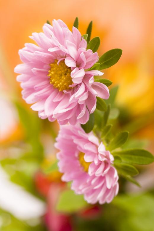Free stock image of Pink Spring Flowers created by 2happy