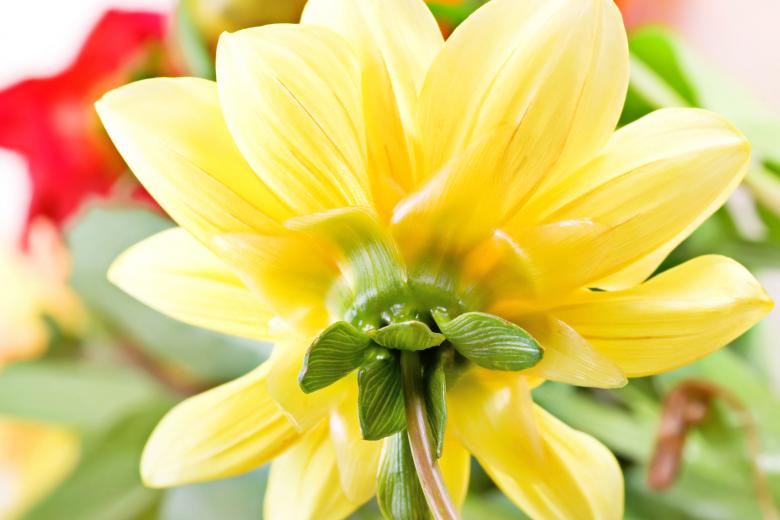 Free stock image of Back of Yellow Flower created by 2happy