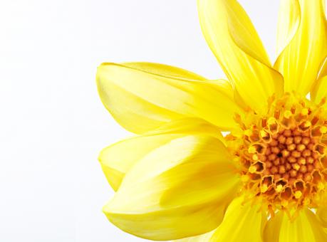 Yellow Flower Closeup - Free Stock Photo