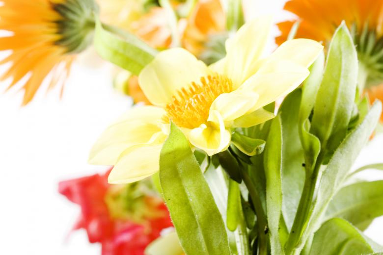 Free stock image of flowers created by 2happy