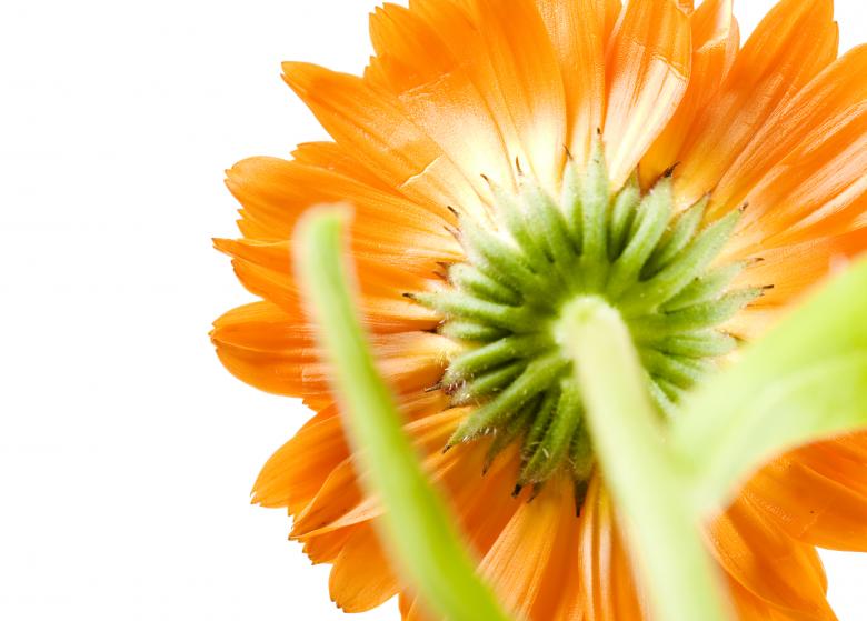 Free stock image of Back of Orange Flower created by 2happy