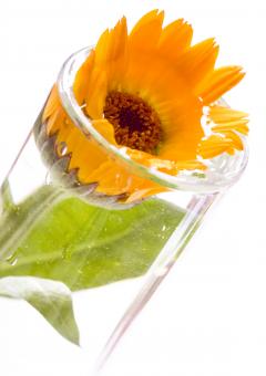 Free Stock Photo of Orange Flower in Glass Tube
