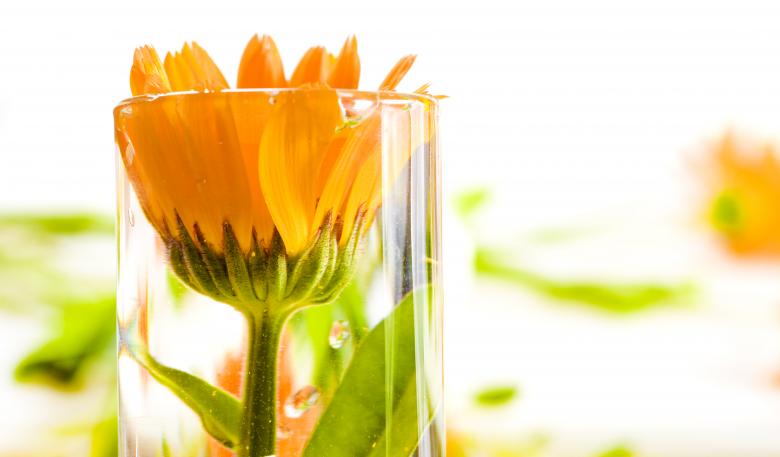 Free stock image of Orange Spring Flower created by 2happy
