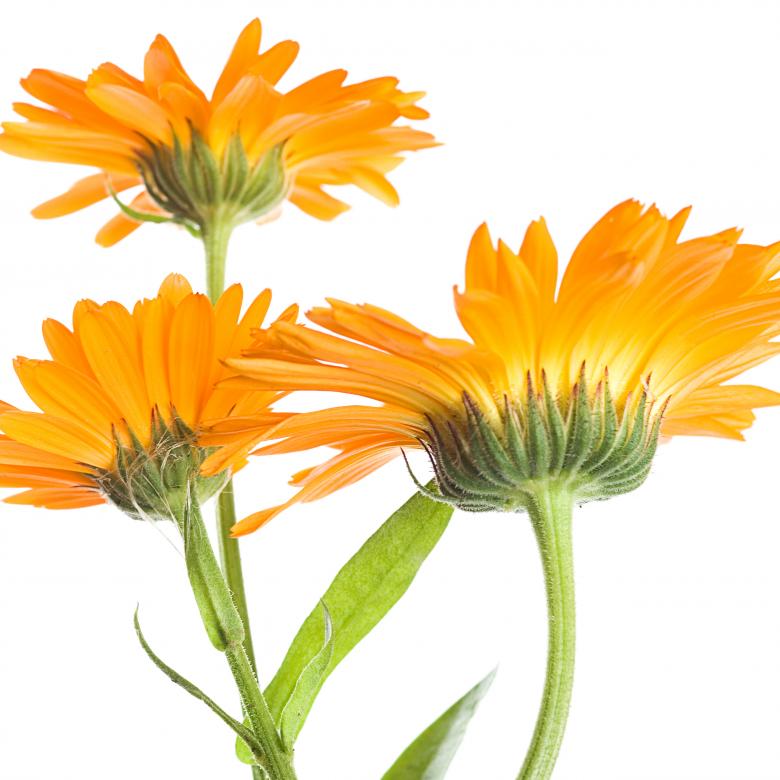 Free stock image of flowers created by 2happy