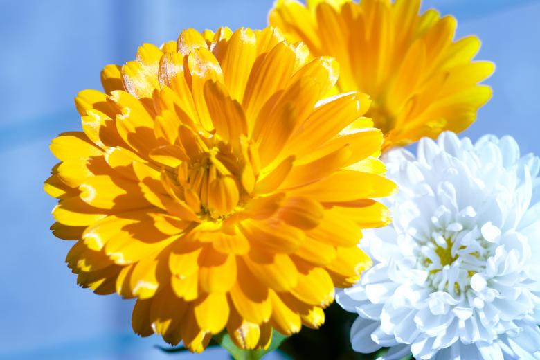 Free stock image of Blooming Flower Background created by 2happy