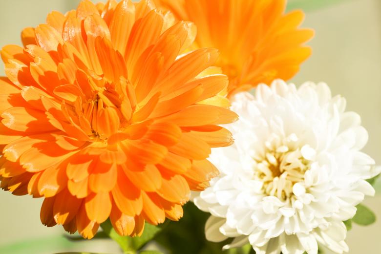 Free stock image of flowers created by 2happy