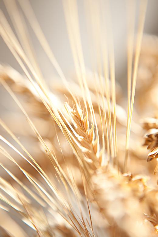 Free stock image of Wheat Closeup created by 2happy