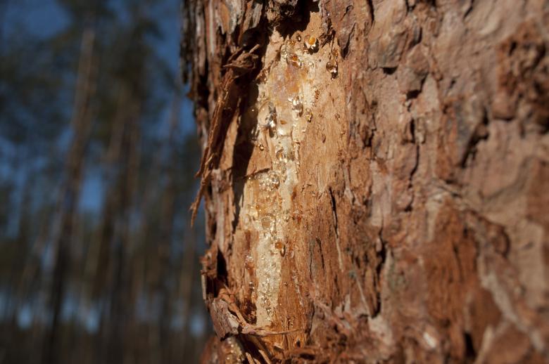 Free stock image of Tree Bark created by Berdnik Oleksander