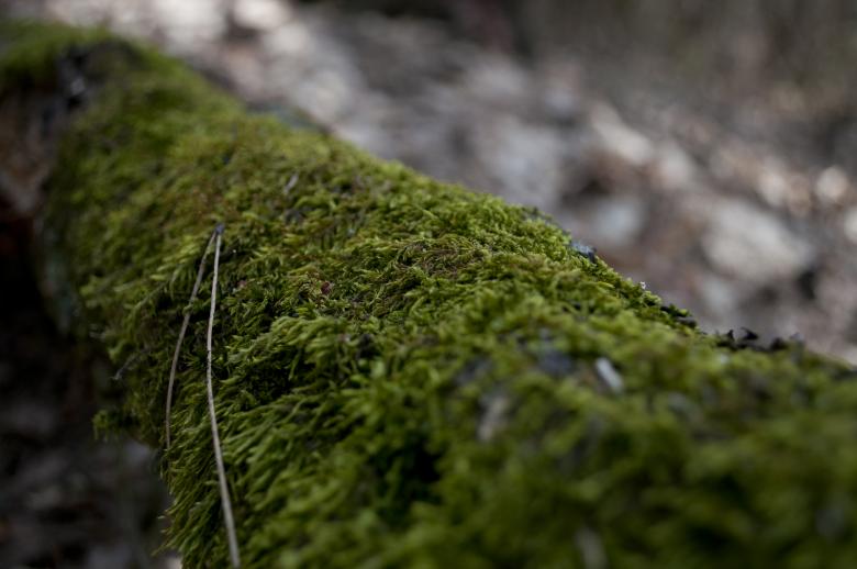 Free stock image of Green Moss created by Berdnik Oleksander