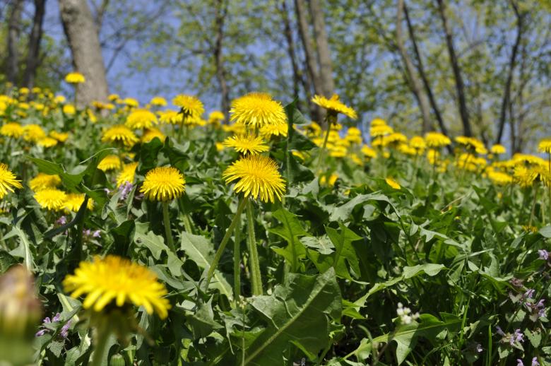 Free stock image of Yellow Dandelions created by Berdnik Oleksander