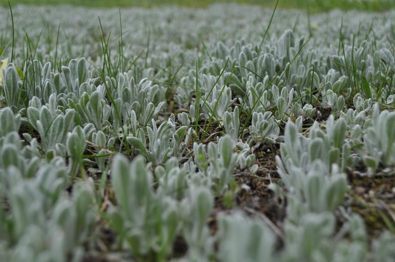 Free stock image of Grass created by Berdnik Oleksander