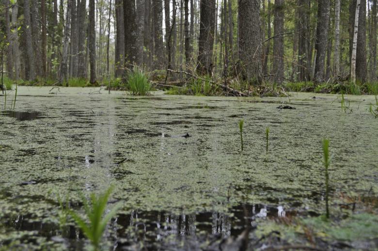 Free stock image of Forest Bog created by Berdnik Oleksander