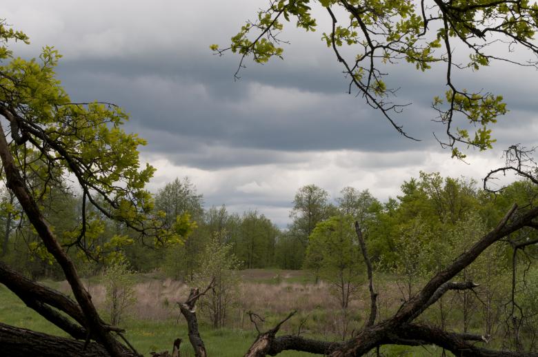 Free stock image of Forest created by Berdnik Oleksander